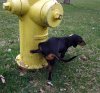 acelebritydachshund.files.wordpress.com_2012_08_dog_peeing_on_fire_hydrant.jpg
